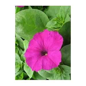  280 Petunia Mambo Violet Live Flower Plant Wholesale 