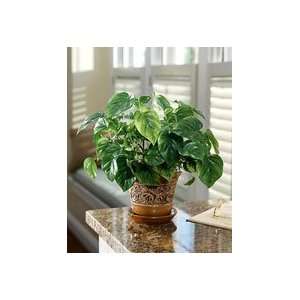  Silk Pothos Accent