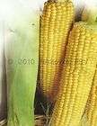 organic corn  