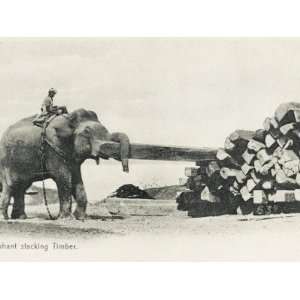 An Elephant Removing a Large Piece of Timber from a Large Stack, India 