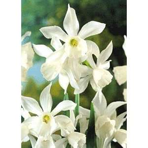   White Thalia Daffodil 10 Bulbs   Deer Proof Patio, Lawn & Garden
