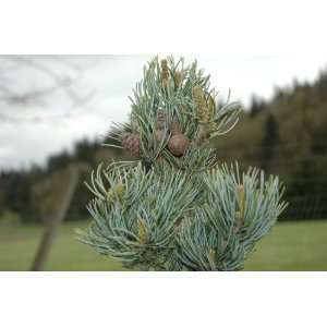     Japanese White Pine Tree   Pot Size #1 Gal. Patio, Lawn & Garden