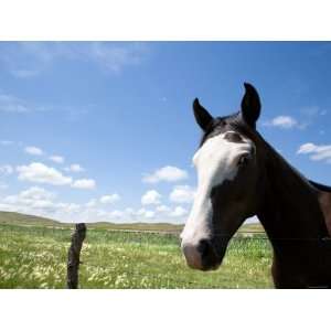  Horse Standing at Barbed Wire Edge of Fence in Grassy 